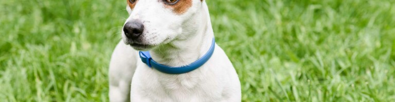 Ошейники для собак от блох: рейтинг лучшей защитной амуниции