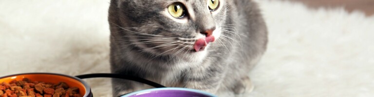 Корма для кошек премиум-класса: рейтинг аппетитной десятки