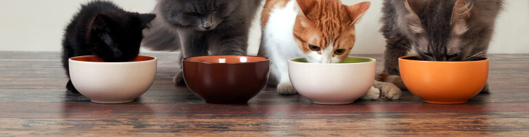 Рейтинг влажных кормов для кошек: основное питание и лакомства