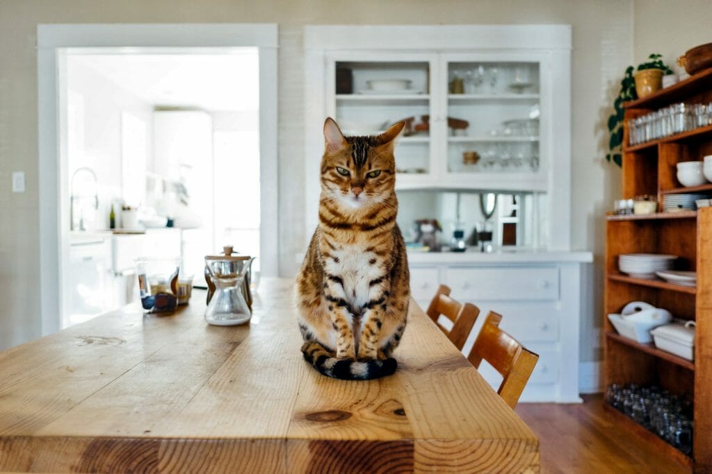 Кастрированный кот на столе
