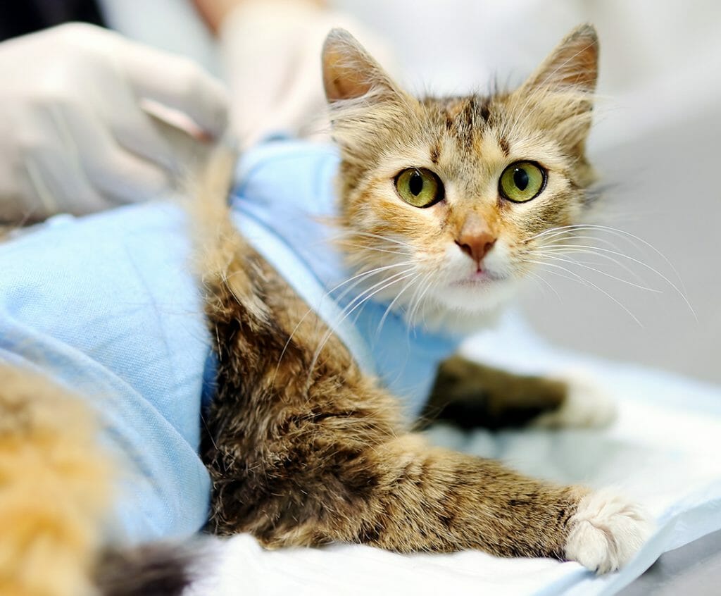 Кошка перед стерилизацией