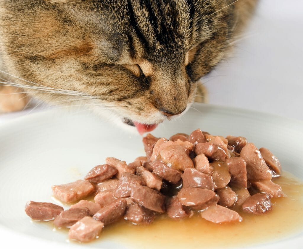 Кот за поеданием влажного корма