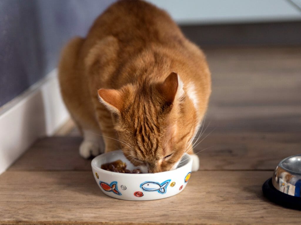 Стерилизованная кошка ест влажный корм